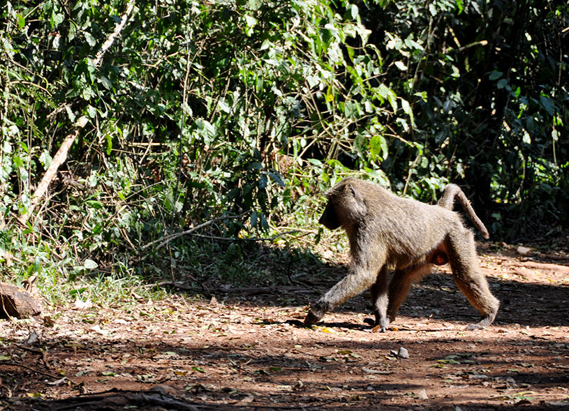 baboons-kibale-forest-uganda-safaris