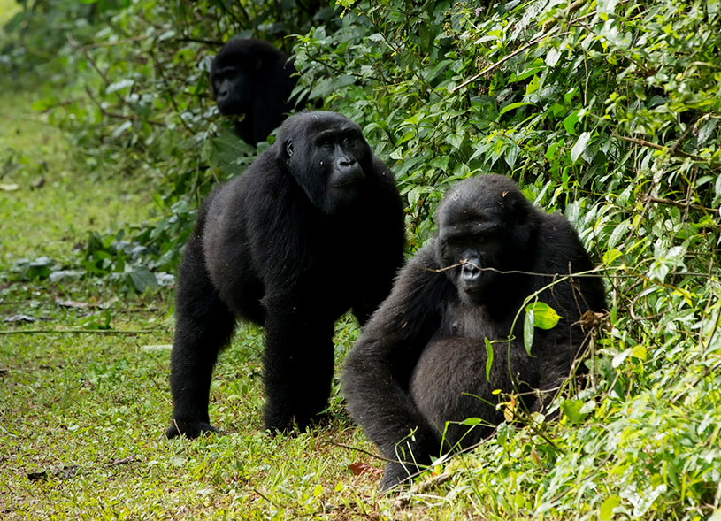 bwindi-gorilla-uganda-safaris