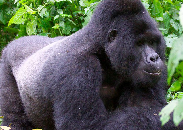 gorilla-uganda-wildlife-safari