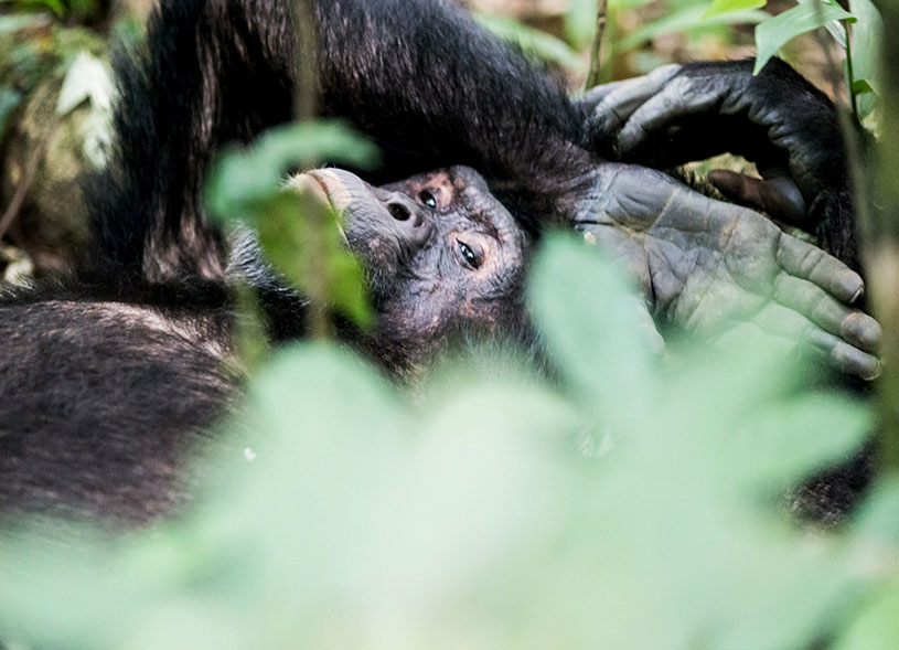 Kibale Chimpanzee Trekking Safari