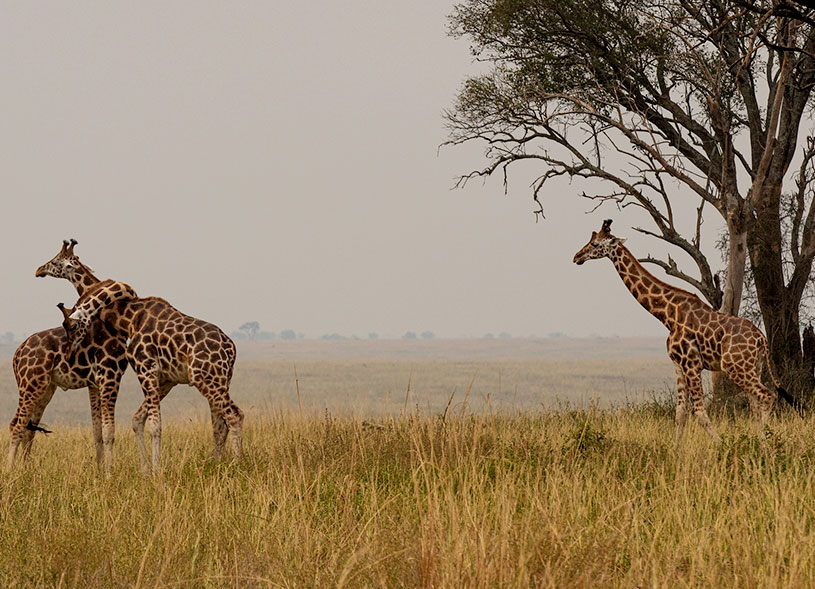 wildlife-murchison-falls-national-park-uganda