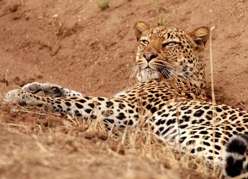 wildlife-queen-elizabeth-national-park-uganda-safari