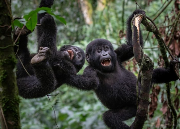 13 Days Complete Uganda Primate and Wildlife Tour