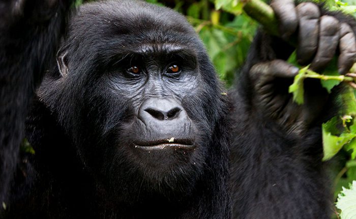 Bwindi Gorilla Chimpanzee Safari