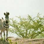 lake-mburo-zebra-wildlife