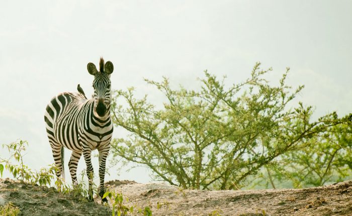 lake-mburo-zebra-wildlife
