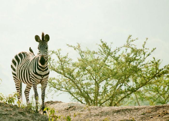lake-mburo-zebra-wildlife