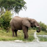 Uganda Safari Holiday