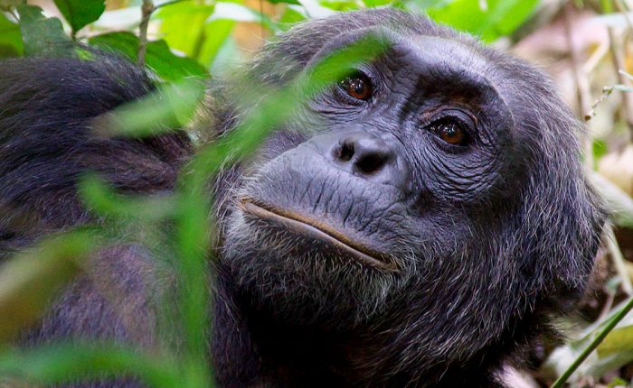 5 Days Queen Elizabeth and Kibale Primate Wildlife Safari Uganda