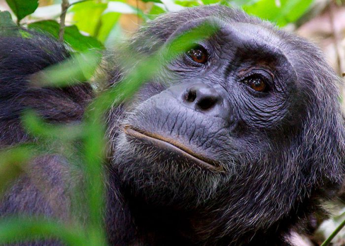 5 Days Queen Elizabeth and Kibale Primate Wildlife Safari Uganda