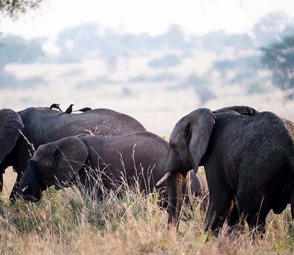 Wildlife in Uganda