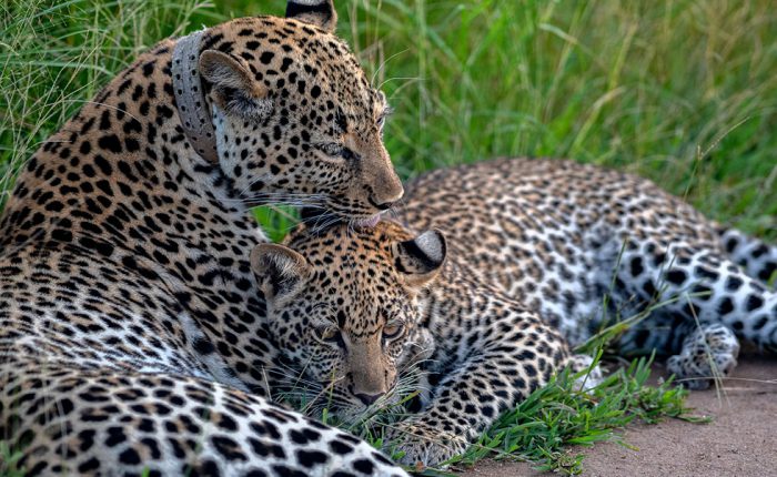 magic-uganda-wildlife-game-safari