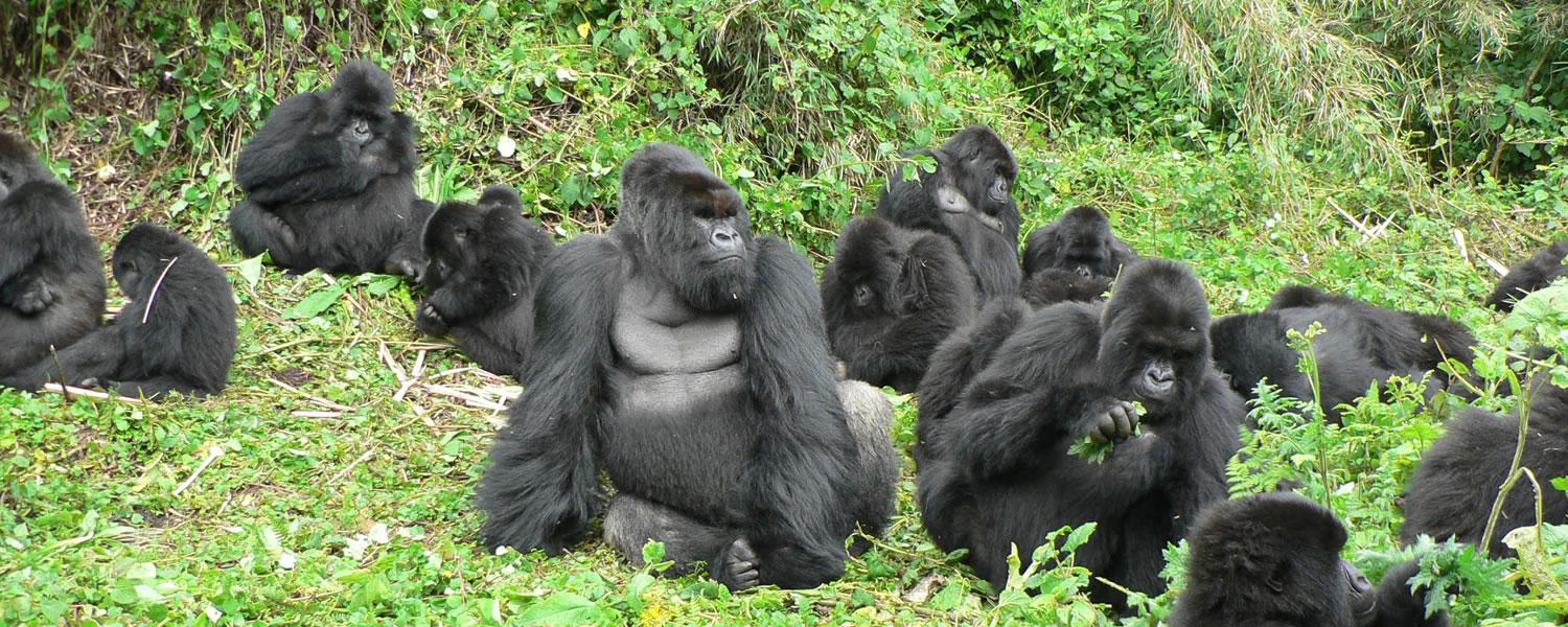 Gorilla Trek in Uganda