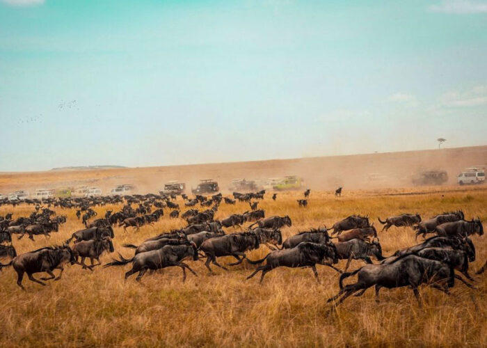 10-day-tanzania-wildebeest-migration