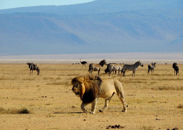 5-day-tanzania-wildlife-safari