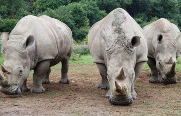 1 Day Ziwa Rhino Sanctuary