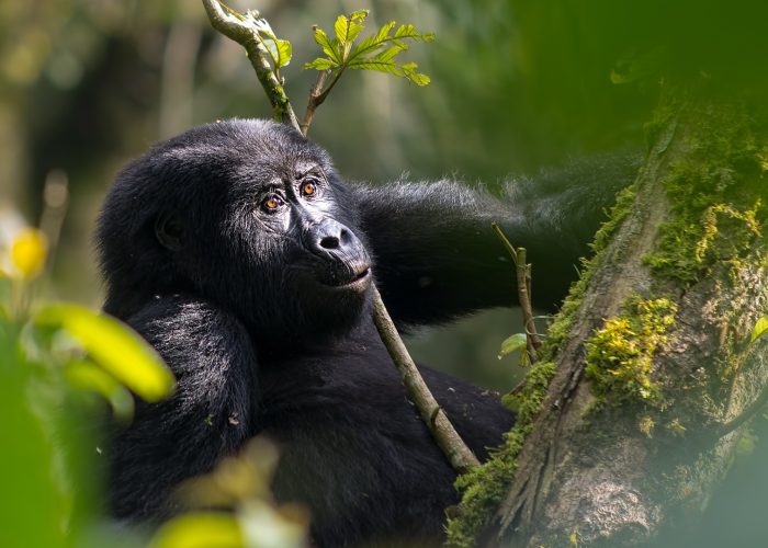 10 Days Best of Uganda Gorilla Wildlife Safari