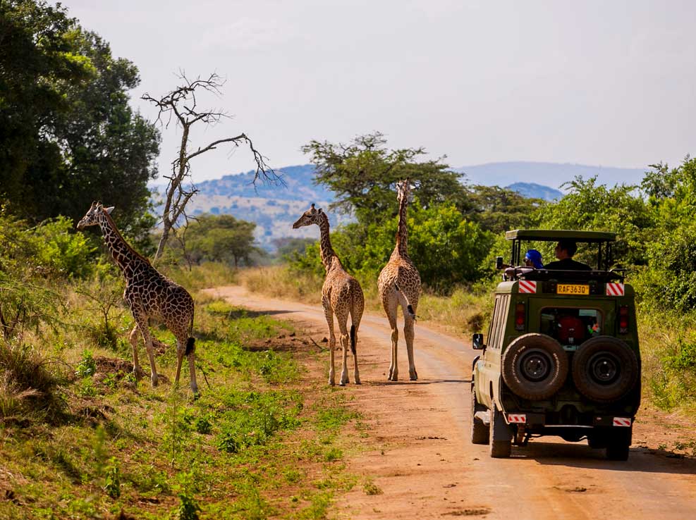 magic african safaris