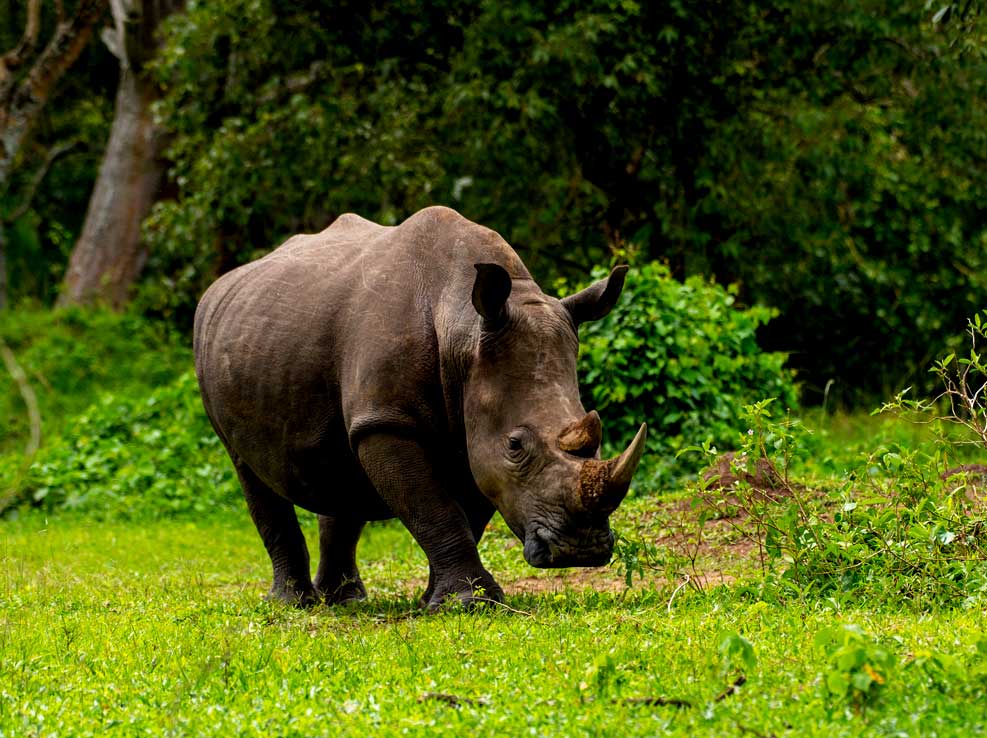 14-days-best-of-uganda-wildlife-safari-and-adventure