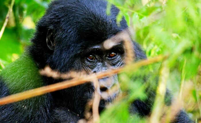 3-days-bwindi-forest-gorilla-trekking-safari