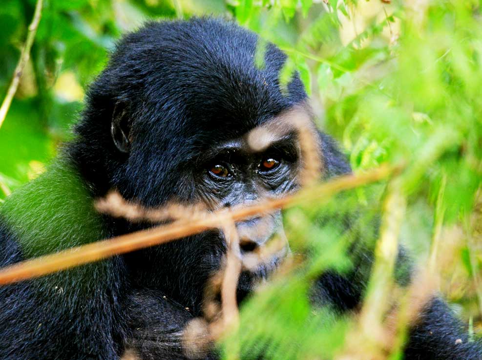 3-days-bwindi-forest-gorilla-trekking-safari