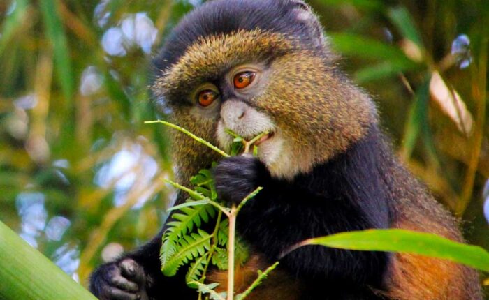 5 Days Rwanda Primate Safaris