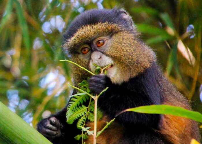 5 Days Rwanda Primate Safaris