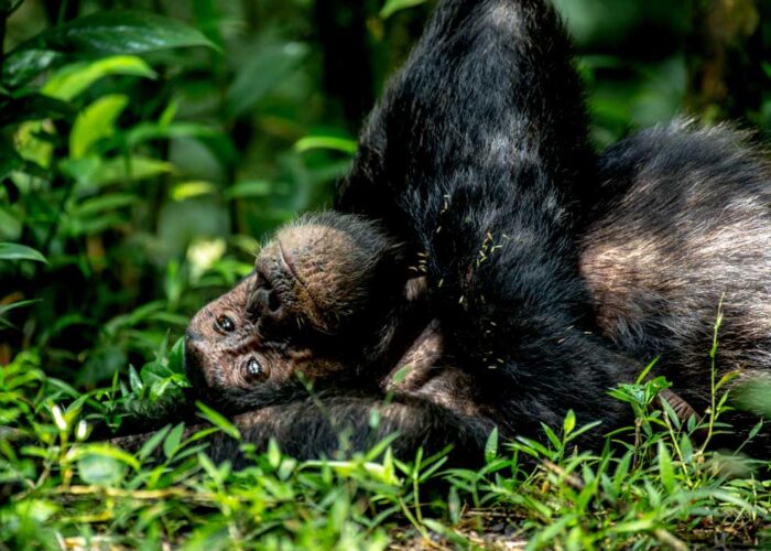 2 Day Rwanda Gorilla Tour