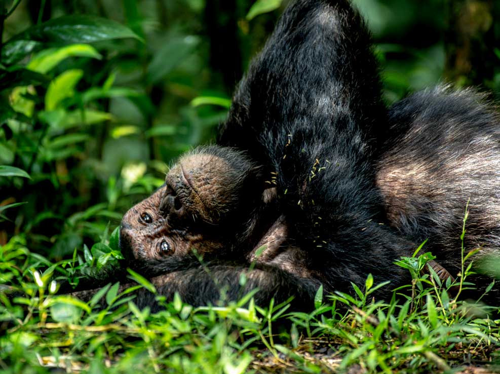 2 Day Rwanda Gorilla Tour
