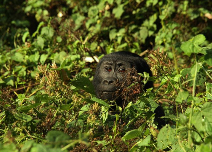 7 Days Uganda Safari Holiday