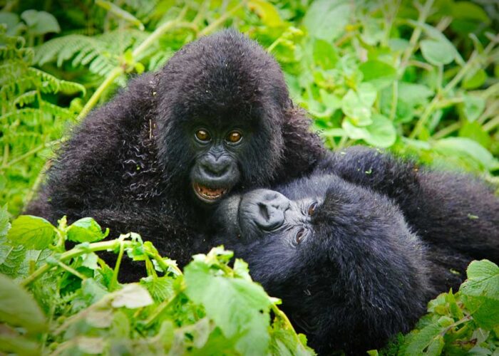 8-days-rwanda-gorilla-and-trekking-safari