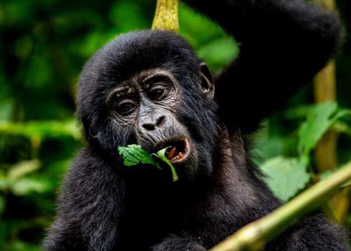 8-days-uganda-safari-gorillas-chimpanzee-and-wildlife