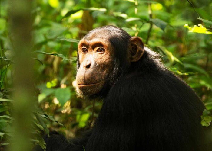 1 Day Visit Ngamba Island Chimp Sanctuary
