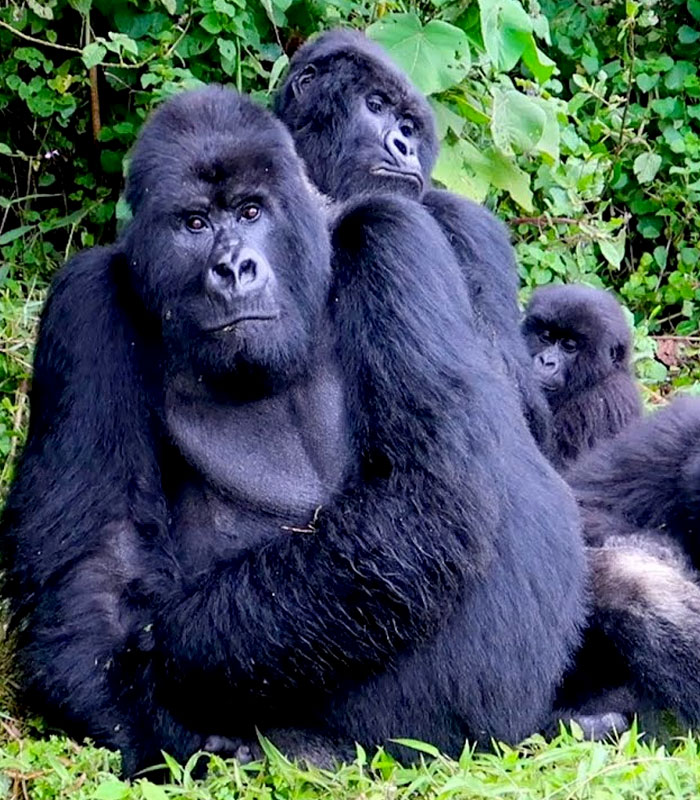gorilla-safaris