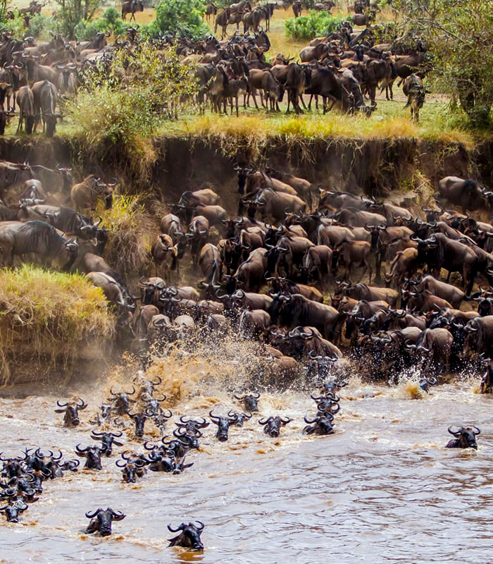 wildebeest-migration-safaris