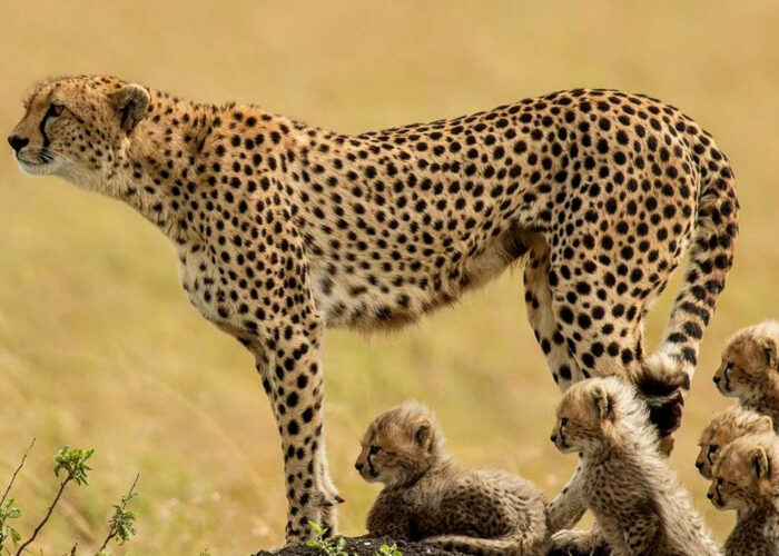 10-day-culture-wildlife-safari-in-kenya