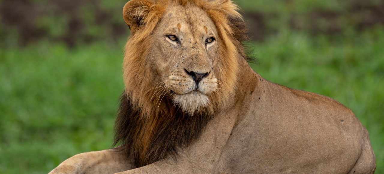 A lion resting in Queen Elizabeth National Park
