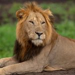 A lion resting in Queen Elizabeth National Park