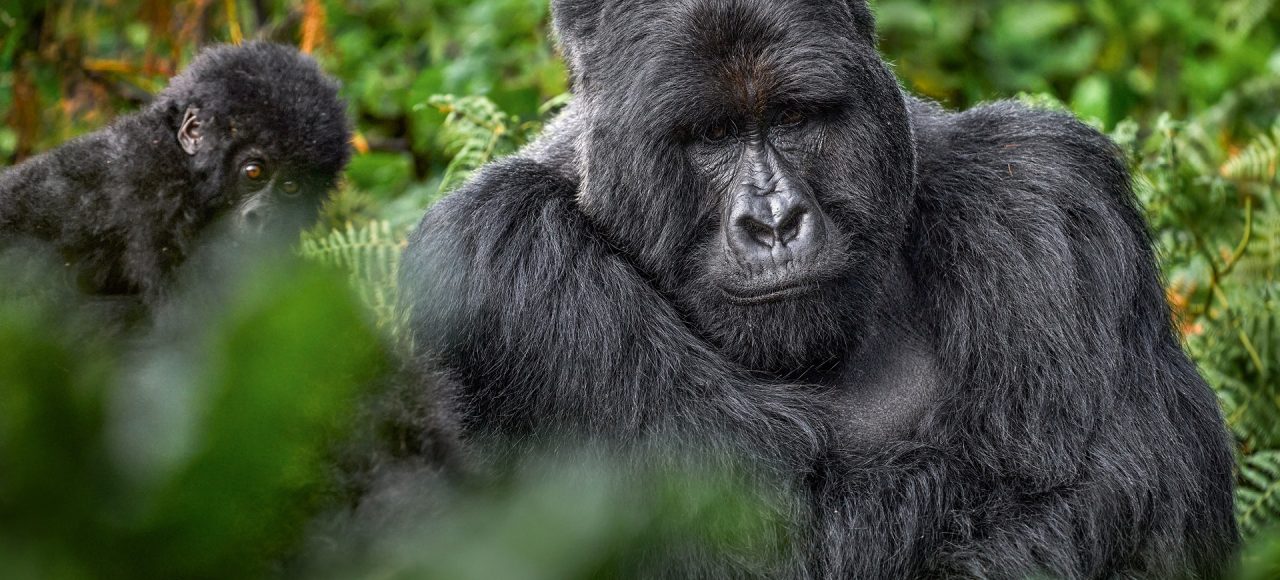 Best Time to Visit Uganda for Gorilla Trekking (2026, 2027 & 2028) – Ultimate Expert Guide