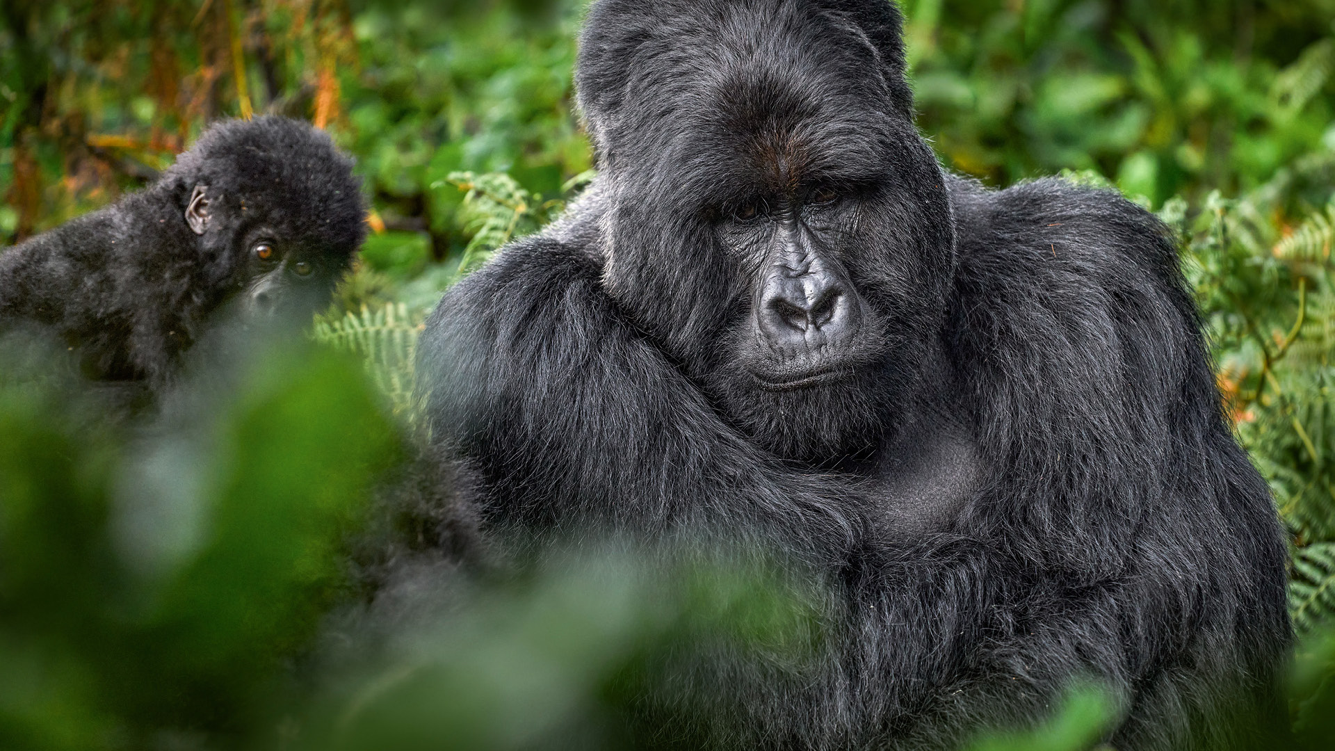 Best Time to Visit Uganda for Gorilla Trekking (2026, 2027 & 2028) – Ultimate Expert Guide